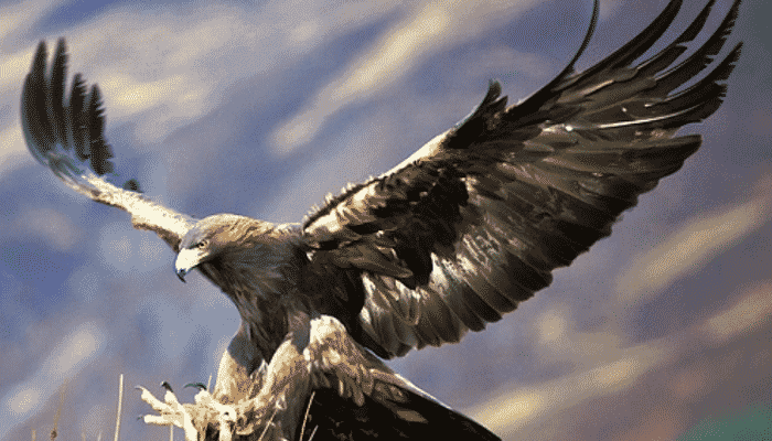 Significado: rapidez, fuerza, vista aguda y el conocimiento de la magia