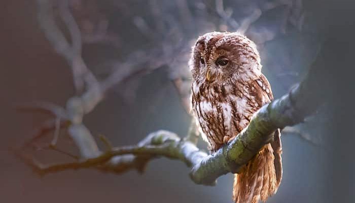 Buho sifnificado de protección Búho - Pu'eo: Protección