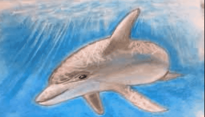 Delfín Nai'a significado Amor incondicional