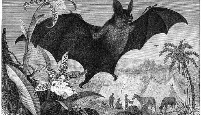 Murciélago asociado al inframundo Mitología Celta