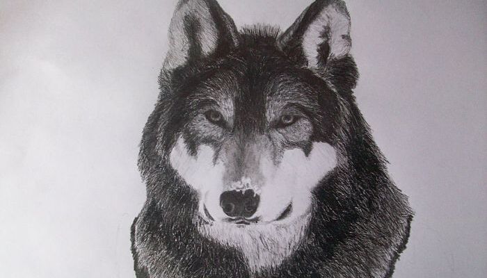 Perro - Ilio: La verdad