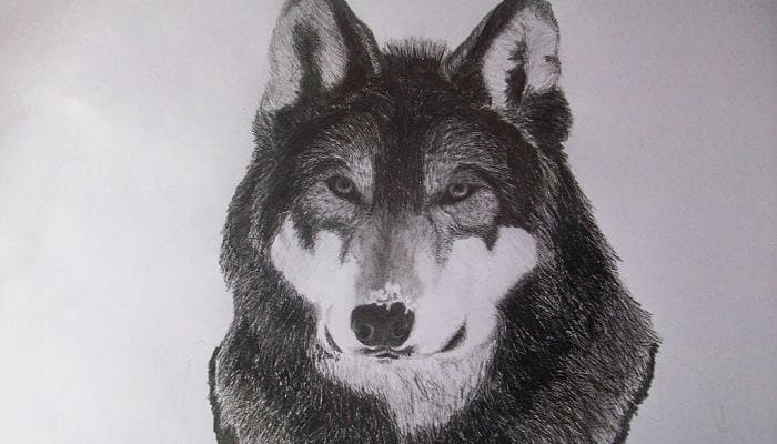 Perro - Ilio: La verdad